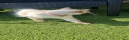 Ragdoll cats for sale: Beautiful Ragdoll girl for rehoming 🩷 - Advert 2