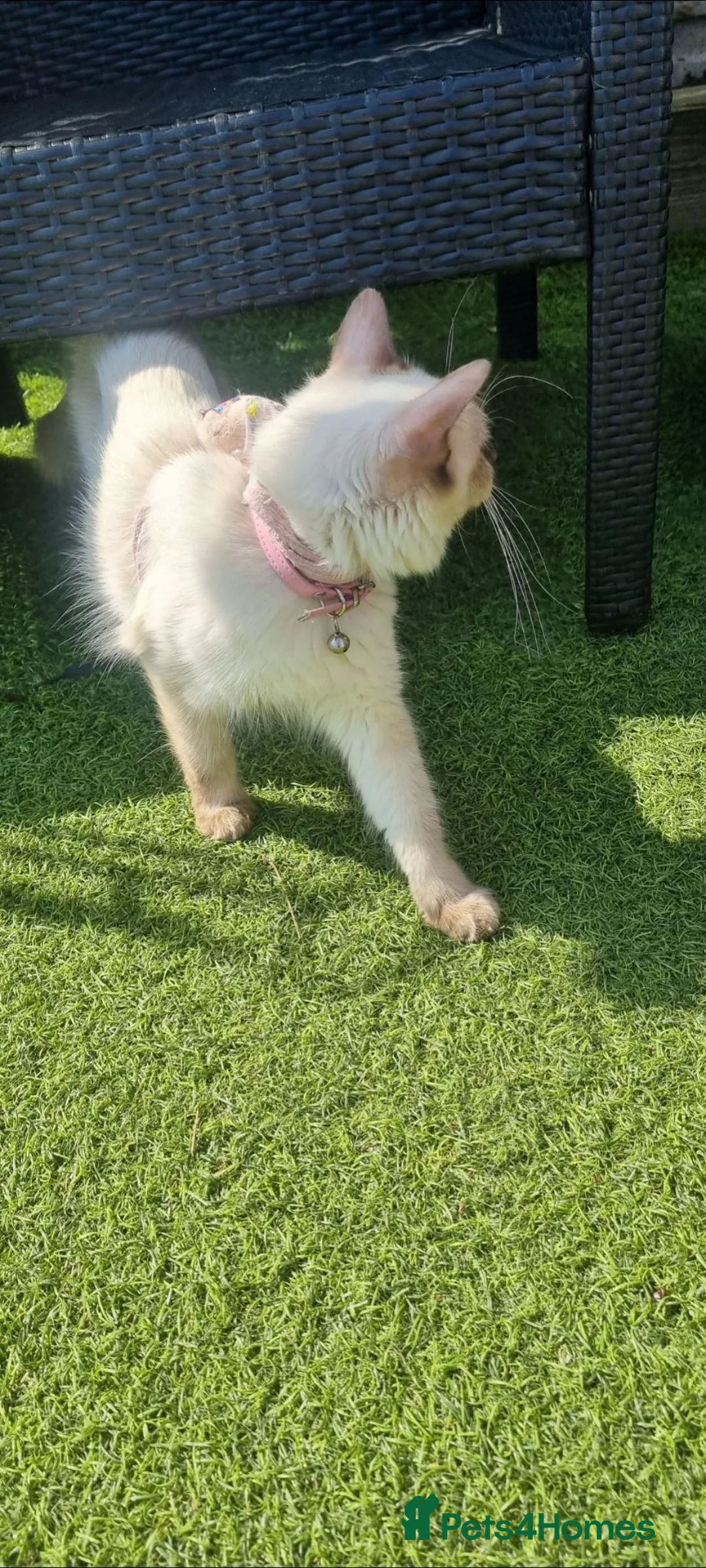 Ragdoll cats for sale: Beautiful Ragdoll girl for rehoming 🩷 - Advert 2