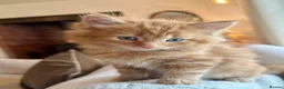 Mixed Breed cats for sale: Beautiful Ginger Kittens  - Advert 30