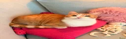 Mixed Breed cats for sale: Lovely Toast - Please Read Description  - Advert 1