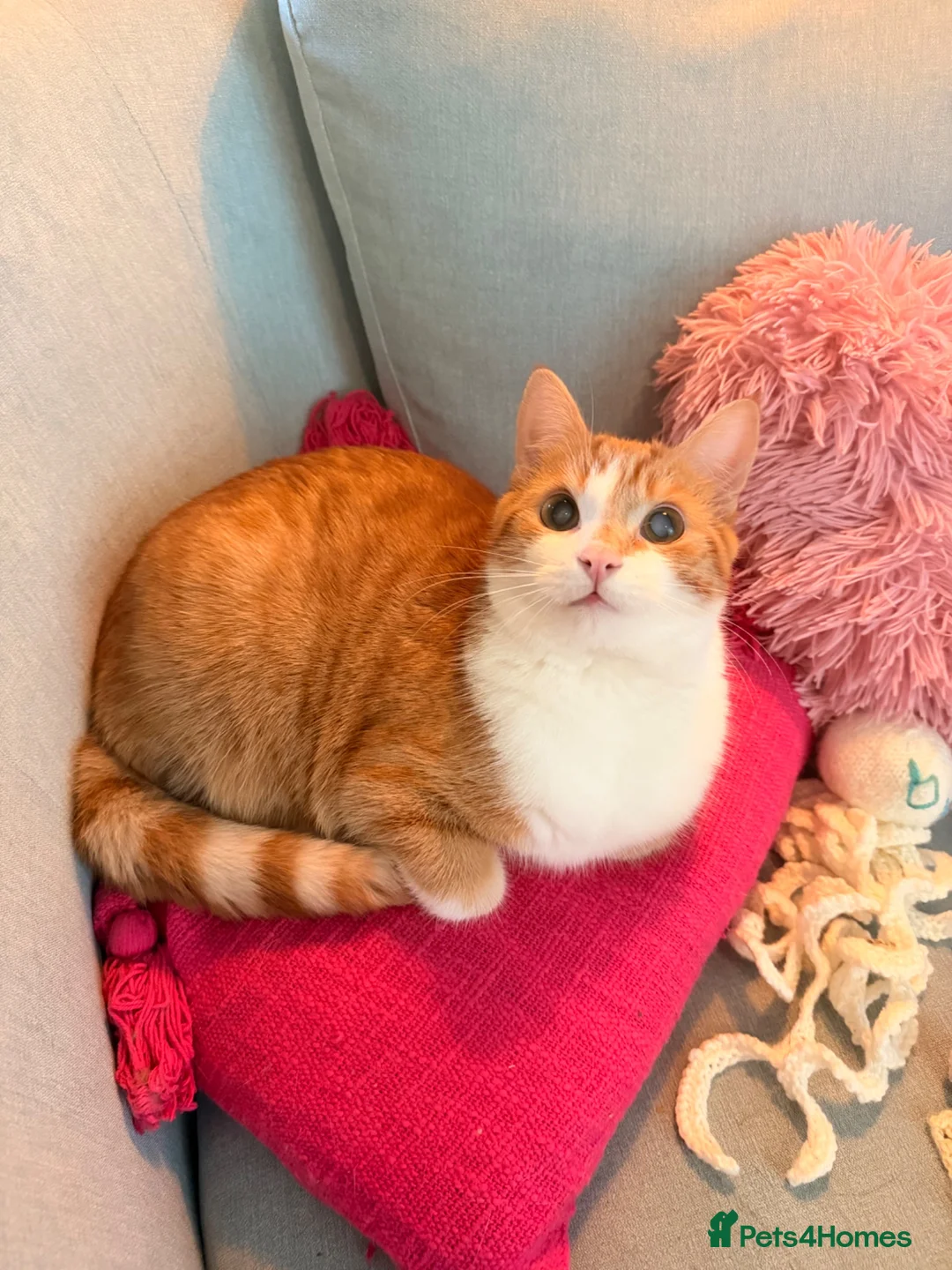 Mixed Breed cats for sale: Lovely Toast - Please Read Description  - Advert 1