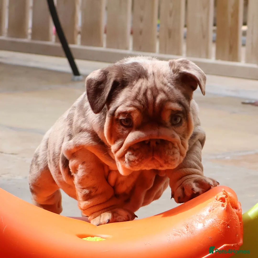 English Bulldog dogs for sale: Gorgeous English Bulldog Pups - Advert 20