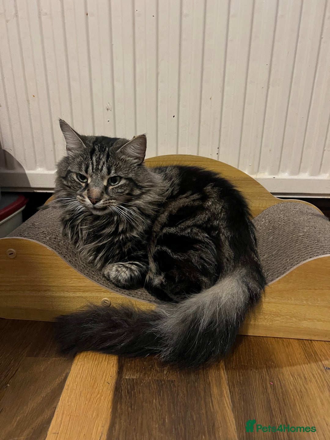 British Shorthair cats for sale: Three kittens for sale  - Advert 3