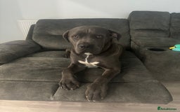 Cane Corso dogs for sale: Beautiful blue cane corso male  - Advert 1