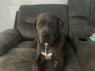 Cane Corso dogs Beautiful blue cane corso male - Advert 22