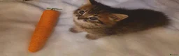 Mixed Breed cats for sale: Adorable Tabby Girl and Black & white Boy  - Advert 9