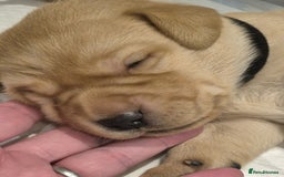 Labrador Retriever dogs for sale: Trainable Labrador Retrievers. - Image 5