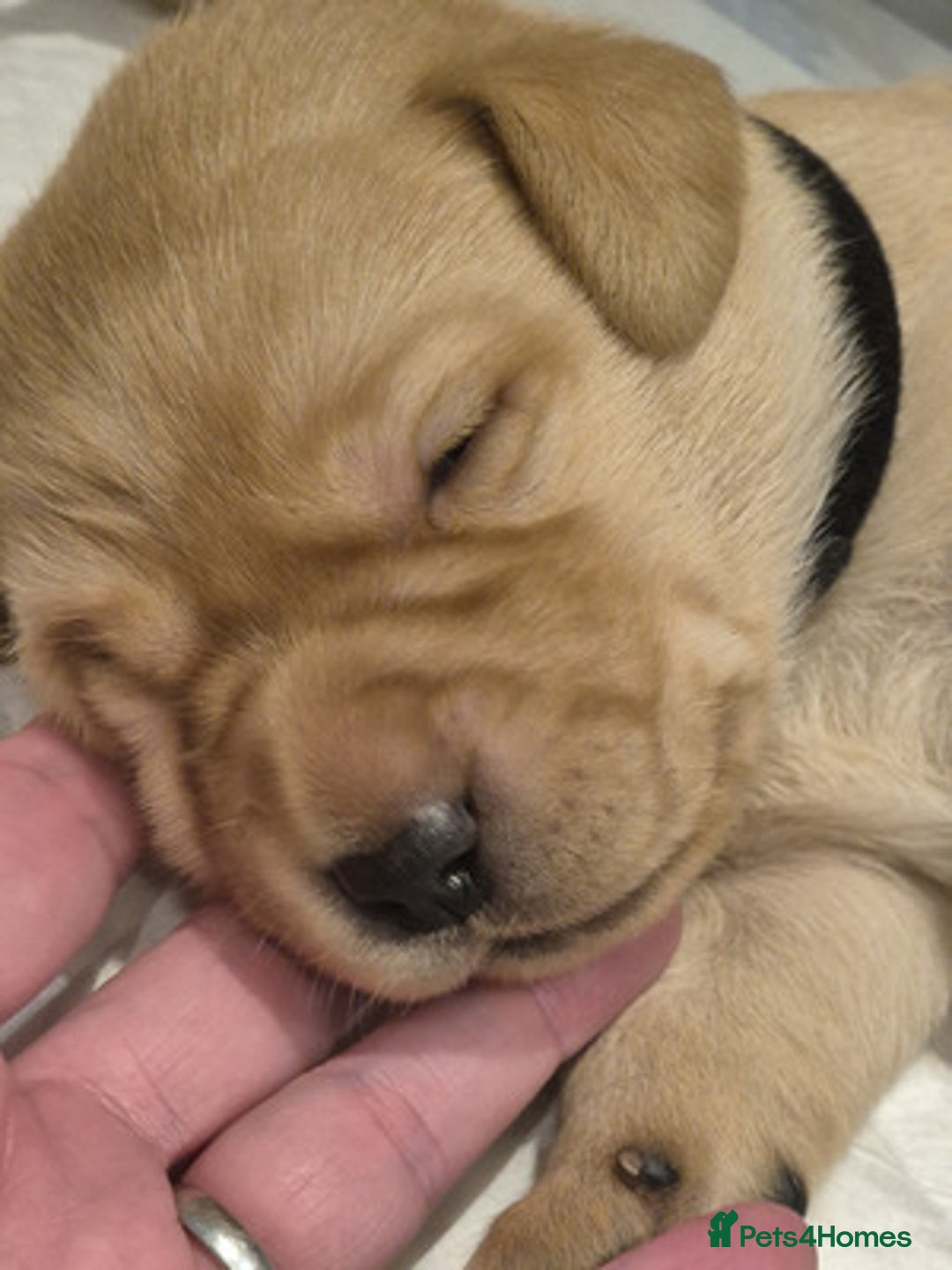 Labrador Retriever dogs for sale: Trainable Labrador Retrievers. - Image 5