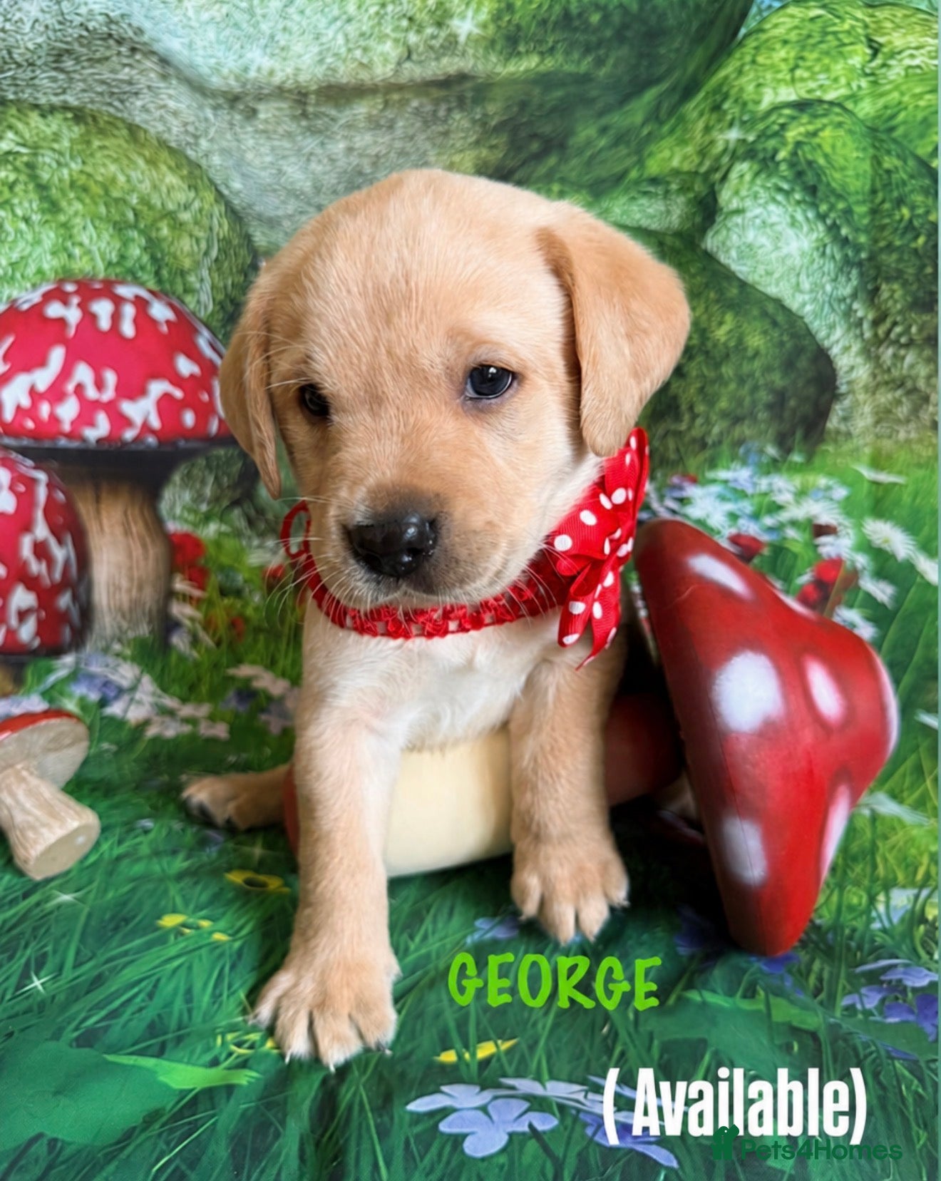 Labrador Retriever dogs KC puppy George with a 5 Star County Breeder  - Advert 2