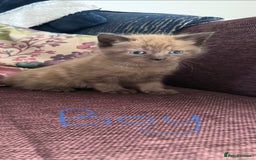 Mixed Breed cats for sale: 4 x Ragdoll mix kitten ready to leave 15/10/25 - Image 3