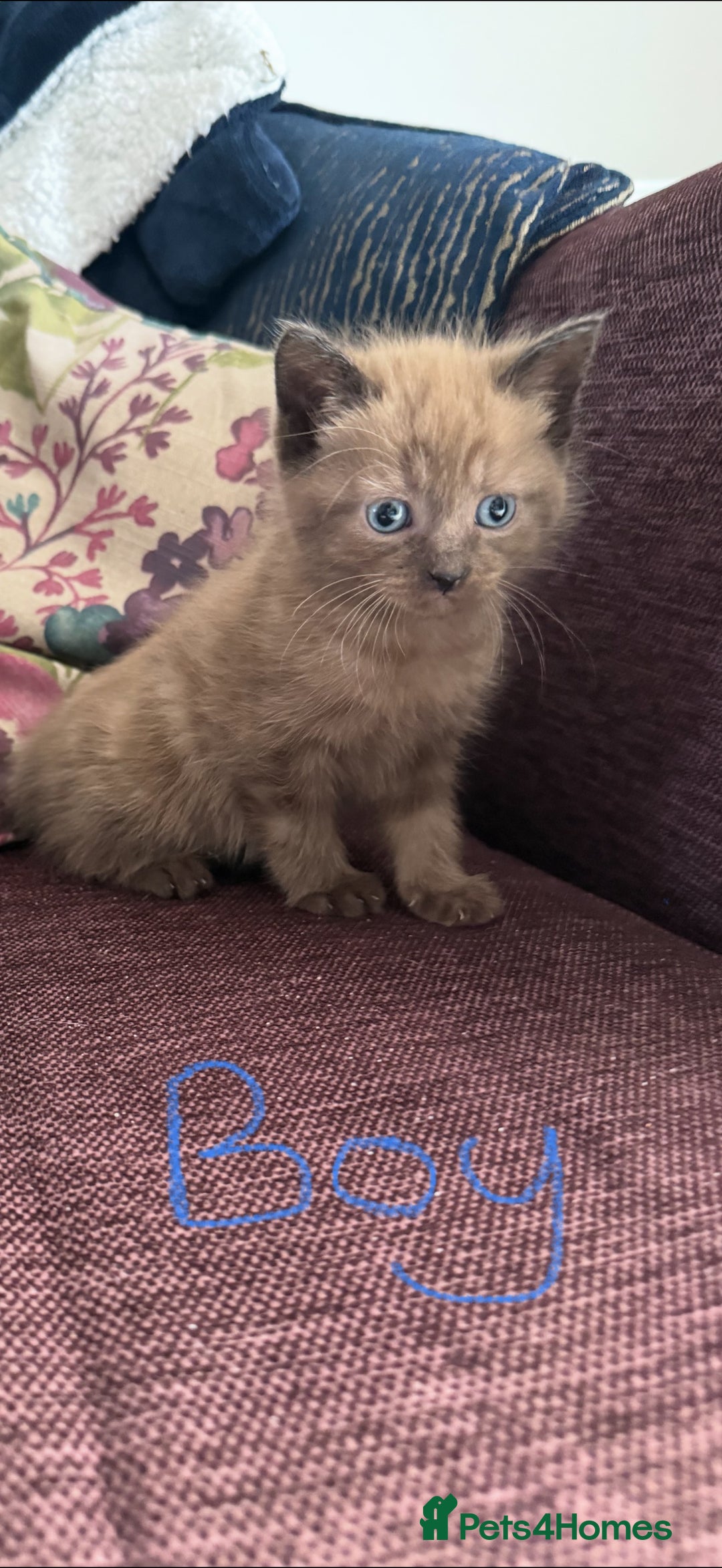 Mixed Breed cats for sale: 4 x Ragdoll mix kitten ready to leave 15/10/25 - Image 3