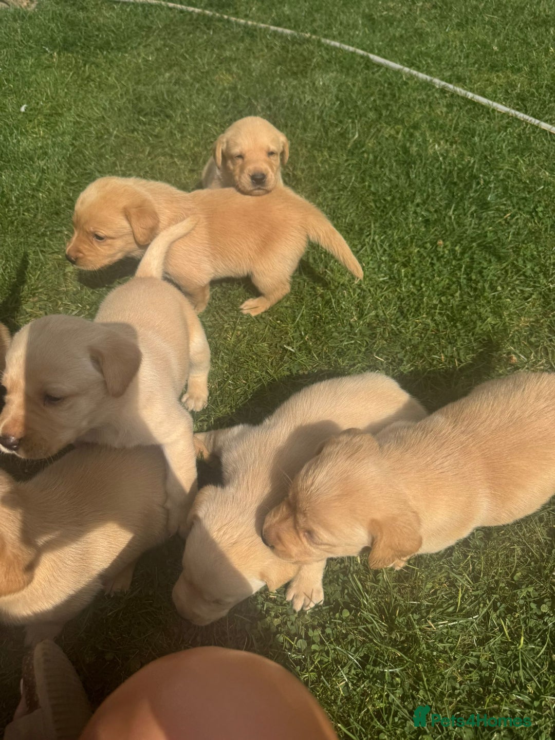 Labrador Retriever dogs for sale: Labrador puppies - Image 14