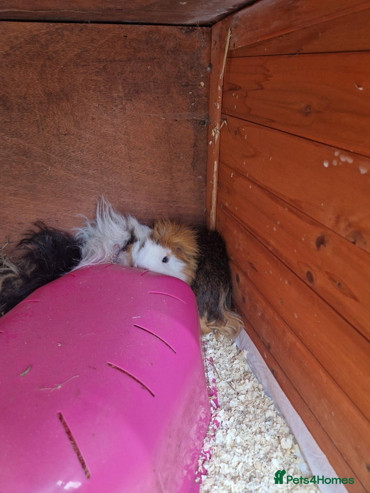 Guinea Pig rodents 2 male guinea pigs 18 months old come with hutch  - Advert 1