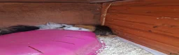 Guinea Pig rodents for sale: 2 male guinea pigs 18 months old come with hutch  in Chesterfield - Advert 1