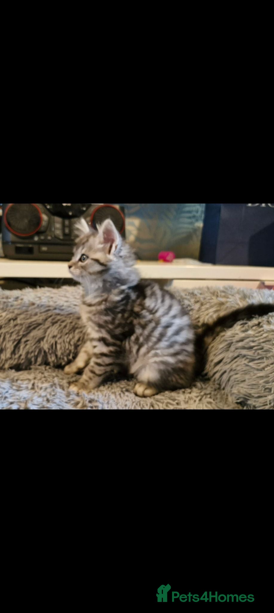 Maine Coon cats Maine coon kittens  - Advert 16