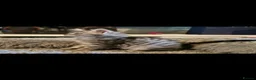 Maine Coon cats for sale: Maine coon kittens  - Advert 1