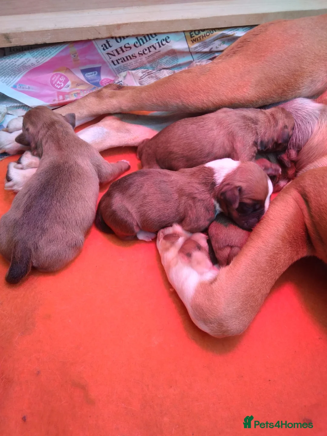 Boxer dogs for stud: KC Red and White Boxer to Stud - Advert 7