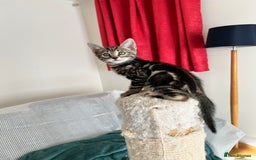 Bengal cats for sale: Bengal X Kittens - Image 4