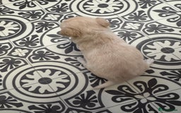Chug dogs for sale: 6 beautiful chug puppies for sale ❤️ - Image 23
