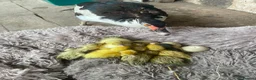 Ducks poultry for sale: Muscovy ducklings for sale  - Advert 2