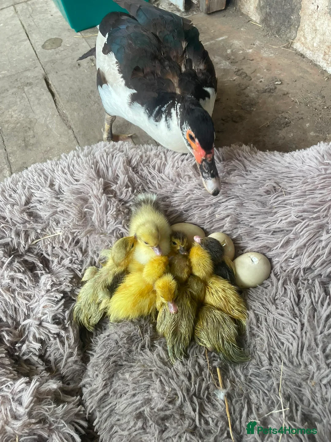 Ducks poultry for sale: Muscovy ducklings for sale  - Advert 2