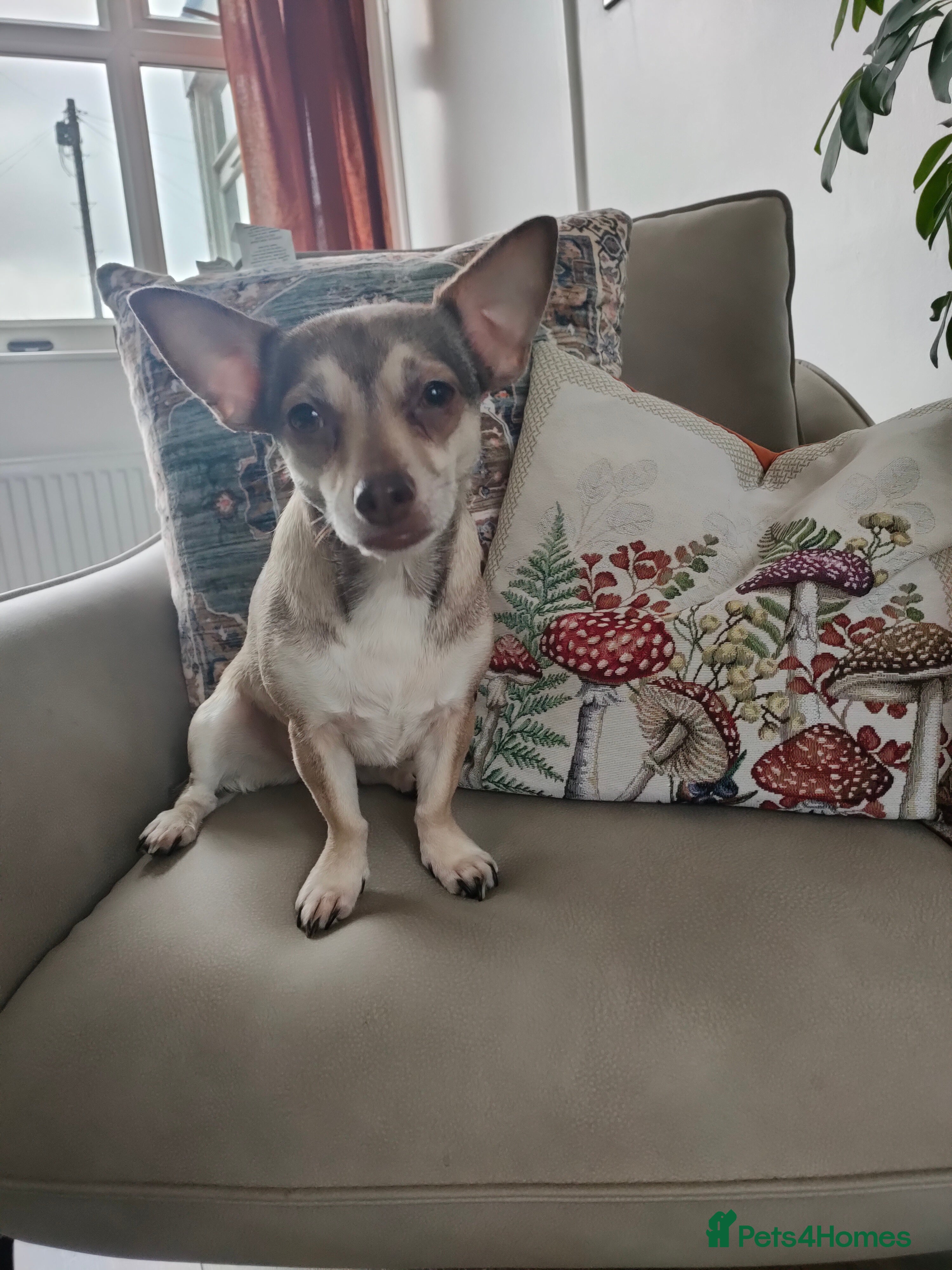Chihuahua dogs Looking for a new home where I'm the only dog  - Advert 4