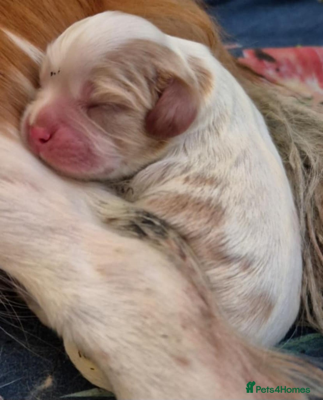 Cavalier King Charles Spaniel dogs for sale: KC REG CAVALIER KING CHARLES SPANIEL PUPPIES - Image 2