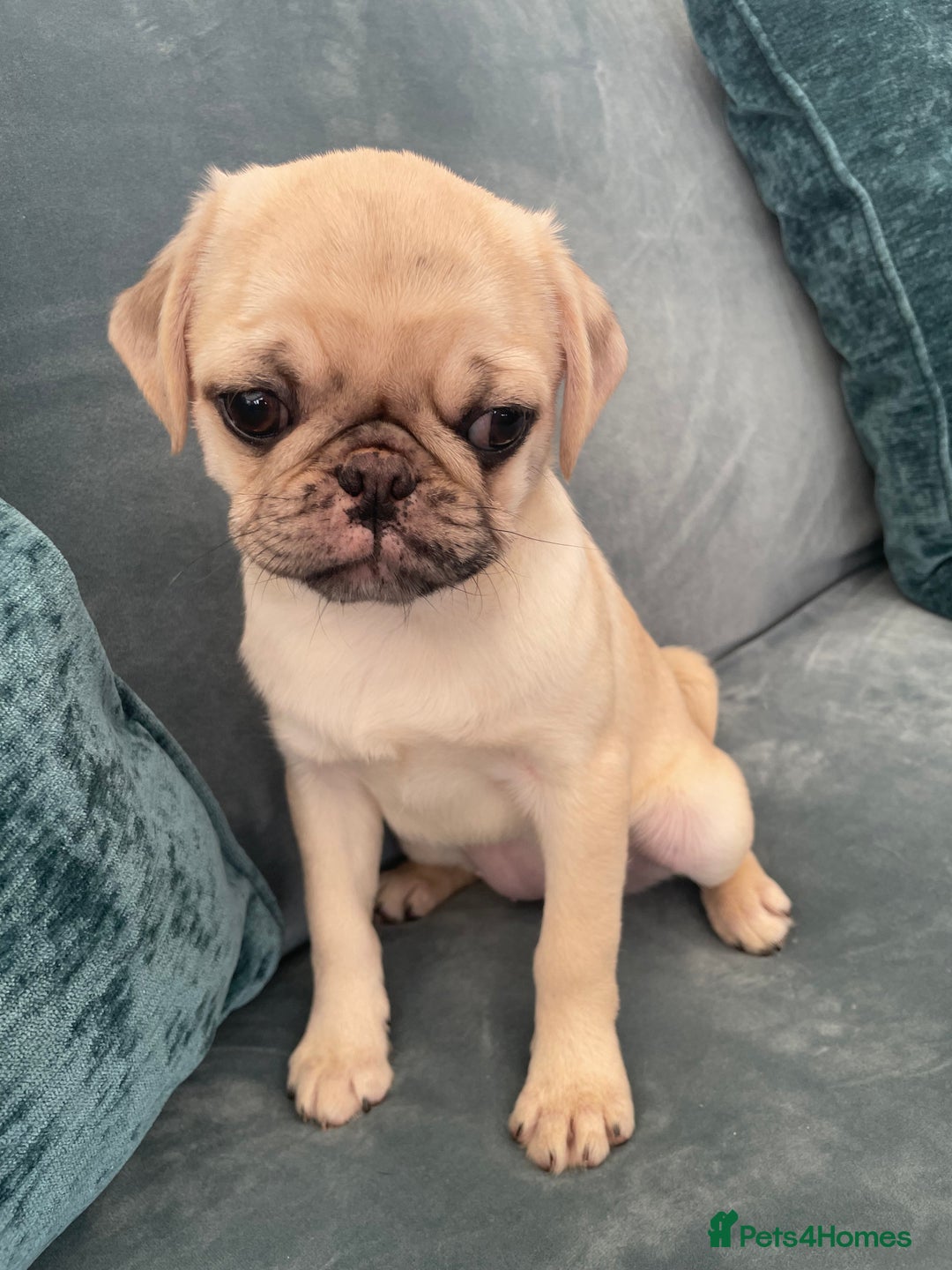 Pug dogs for sale: Pug Puppies  - Image 11
