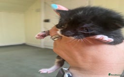 Domestic Shorthair cats for sale: Kittens for sale £80 - Image 15