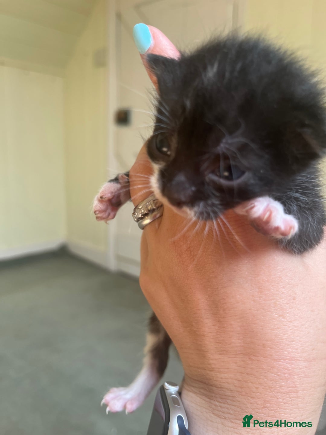 Domestic Shorthair cats for sale: Kittens for sale £80 - Image 15