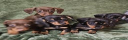 Dachshund dogs for sale: Miniature Dachshund puppies (2 left) - Advert 1