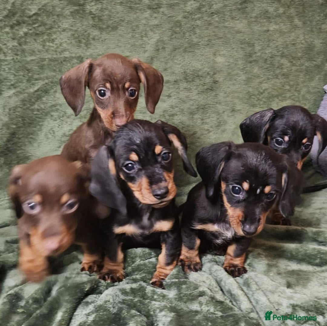 Dachshund dogs for sale: Miniature Dachshund puppies (2 left) - Advert 1