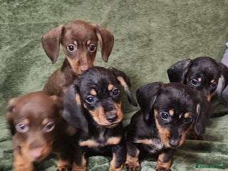 Dachshund dogs Miniature Dachshund puppies (2 left) - Advert 1