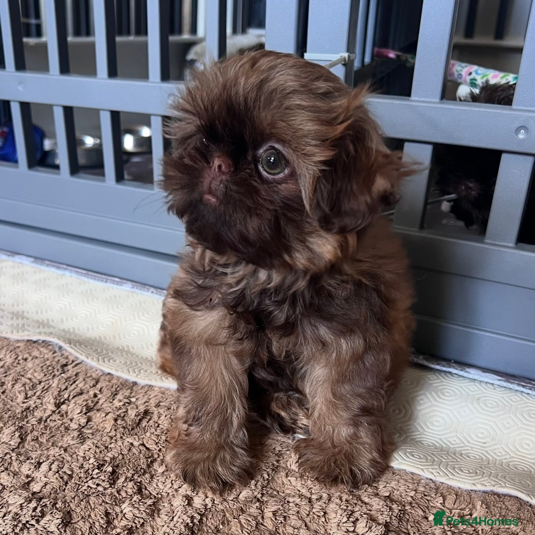 Shih Tzu dogs for sale: Stunning KC chocolate imperial Shihtzu puppies - Image 25