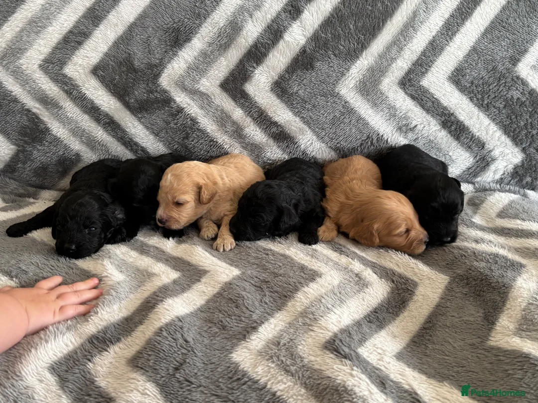 Cockapoo dogs for sale: 1 boy puppy left ready now! - Advert 2