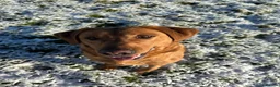 Labrador Retriever dogs for sale: Last Girl in Marlborough - Advert 3