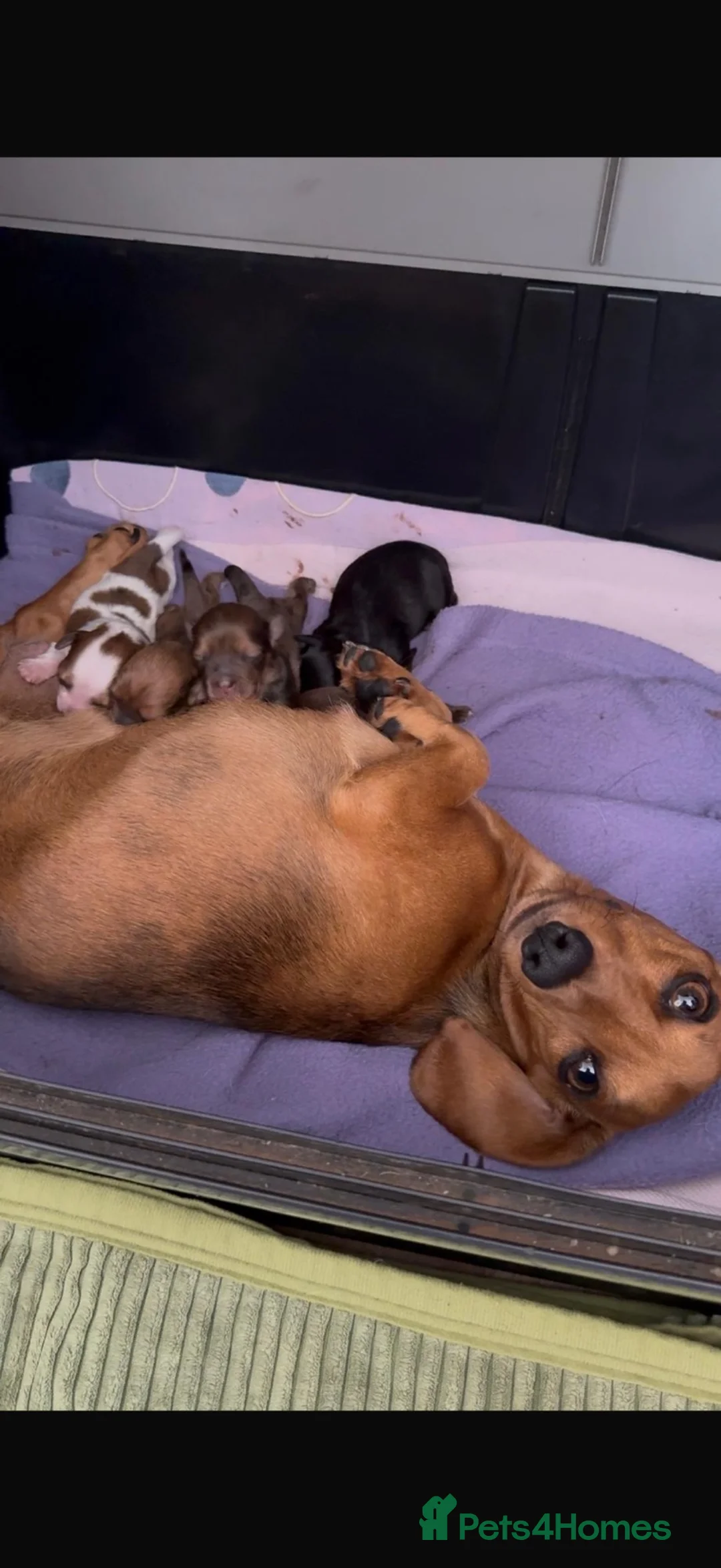 Mixed Breed dogs for sale: Miniature Dachshund x Maltese  - Advert 8
