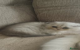 Scottish Fold cats for sale: Scottish Fold Kittens ( Delivery available) - Advert 12