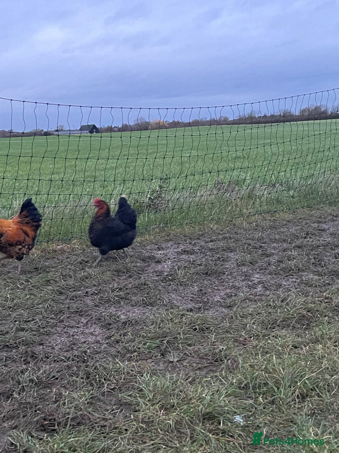 Chickens poultry for sale: Mixture of hens and cockerels - Advert 10