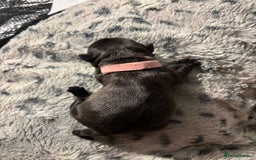 French Bulldog dogs for sale: Black/grey/White Frenchie  - Image 4