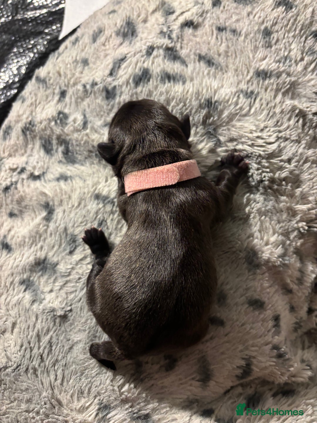 French Bulldog dogs for sale: Black/grey/White Frenchie  - Image 4