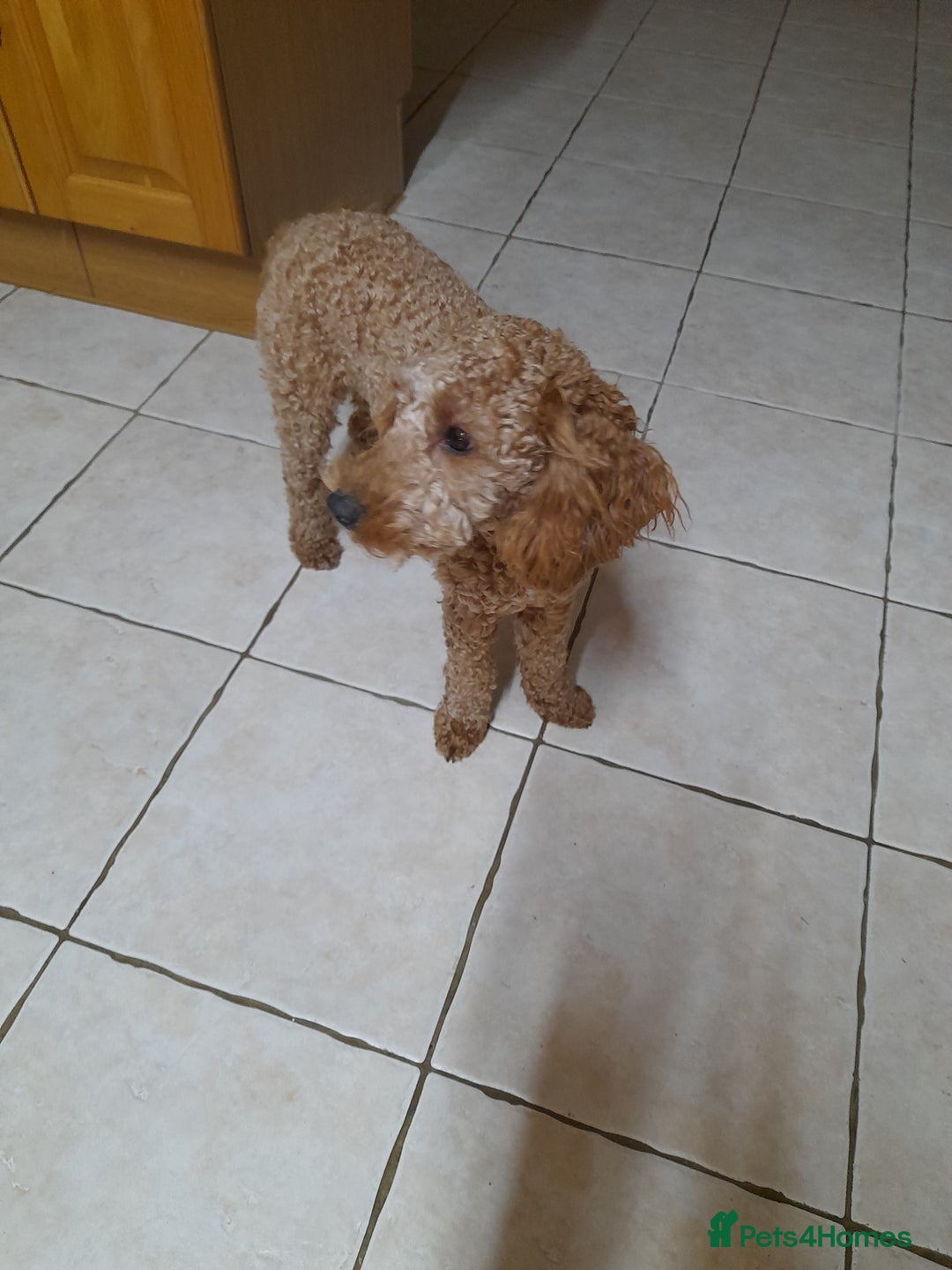 Cockapoo dogs for sale: Beautiful cockapoo - Advert 2