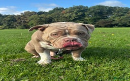 American Bully dogs for sale: Rambo American pocket bully 10 months  - Image 6