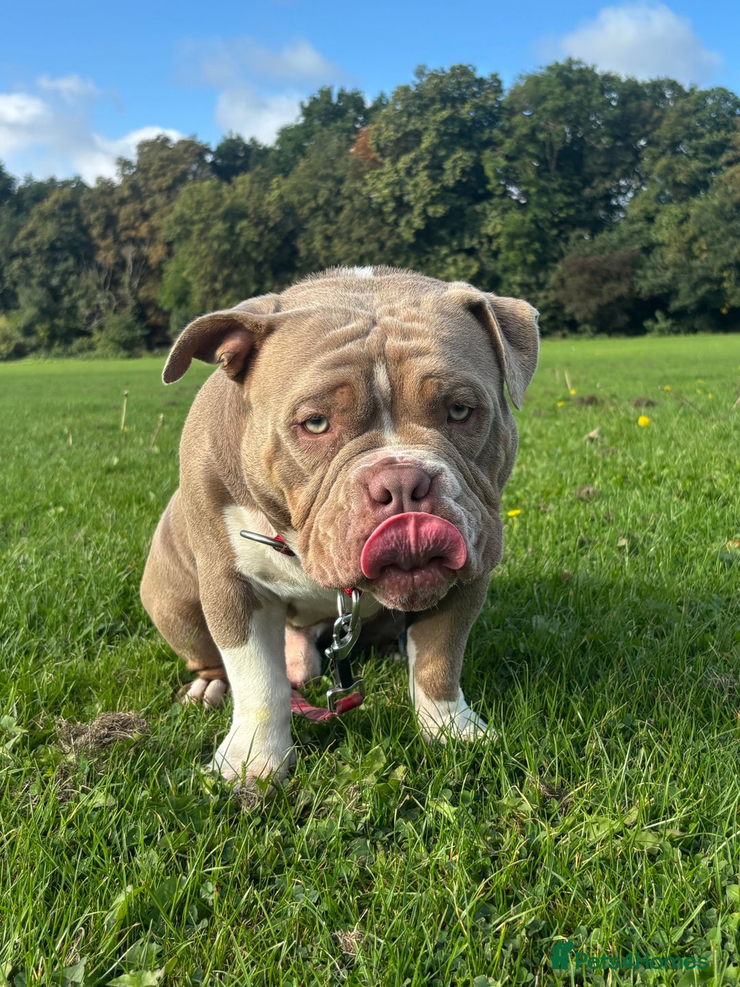 American Bully dogs for sale: Rambo American pocket bully 10 months  - Image 6