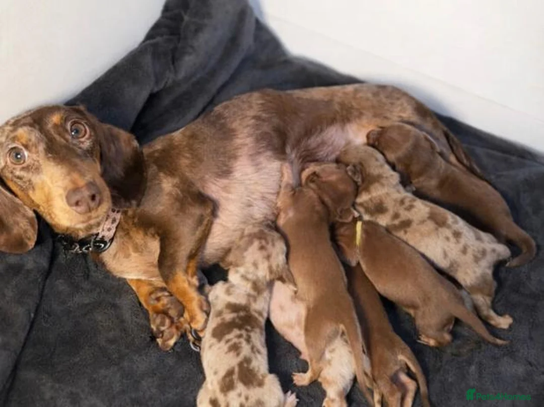 Miniature Dachshund dogs for sale: Bundles of Joy in Peterborough - Advert 8