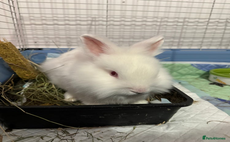 Mini Lion Lop rabbits - Advert 5