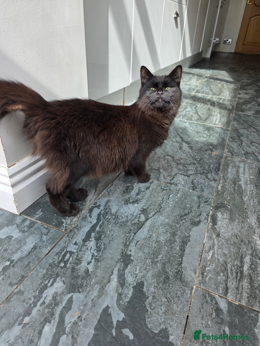 Mixed Breed cats for sale: Lovely long-hair kitten - Image 6