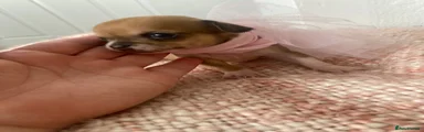 Chihuahua Puppy 5