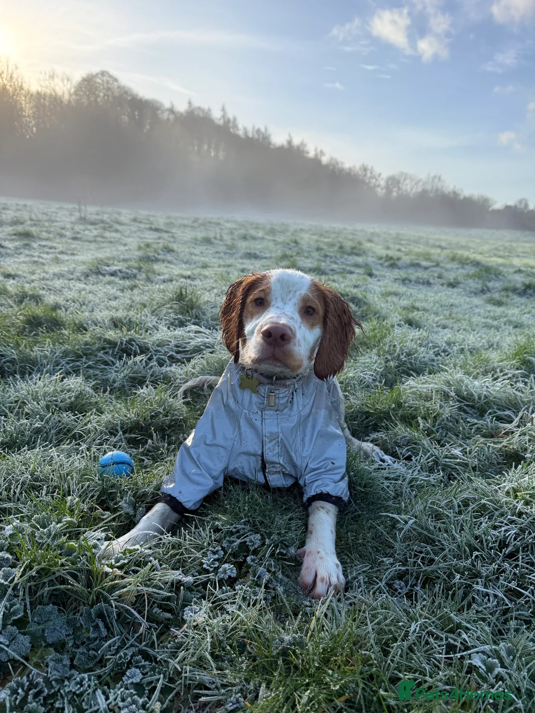 Cocker Spaniel dogs for sale: 7 month old working cocker spaniel  - Advert 1