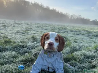 Cocker Spaniel dogs 7 month old working cocker spaniel - Advert 10